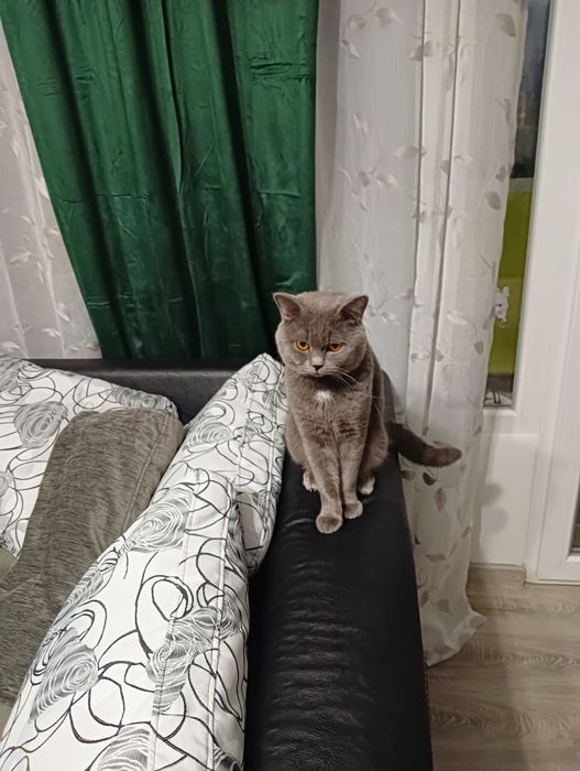 Късокосместа британка