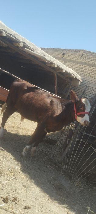 Paroda buqachala sotiladi