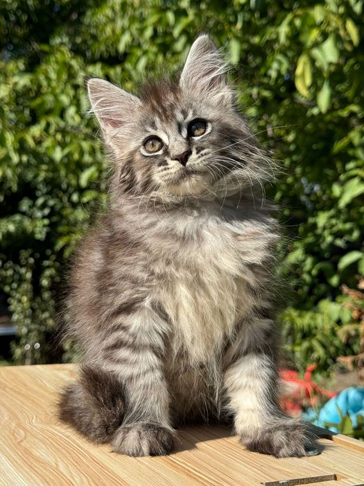 Мейн Куун Котки шоу-клас от елитен