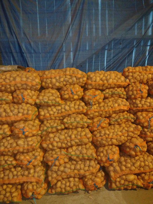 Vând cartofi consum alb (Carrera) și roșu (Bellarosa)