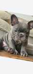 Buldog francez(donez urgent)