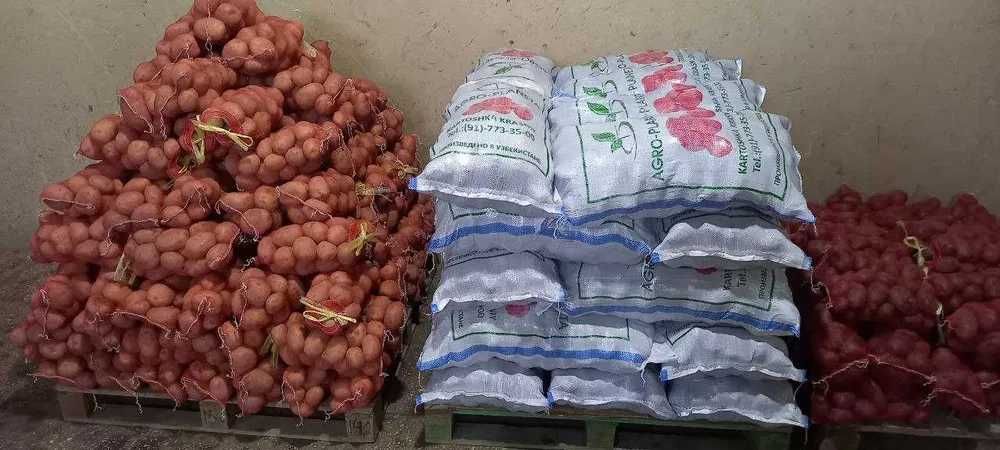 Kartoshka Piyoz Optom