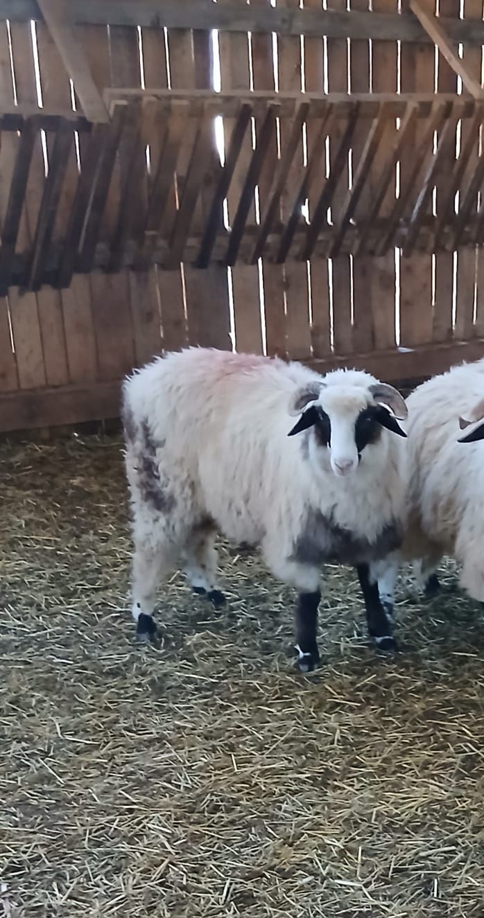 Vând un berbecuț mare
