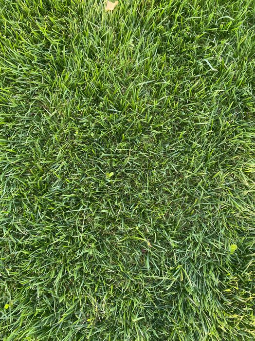 Газоны рулонный оптовая цена