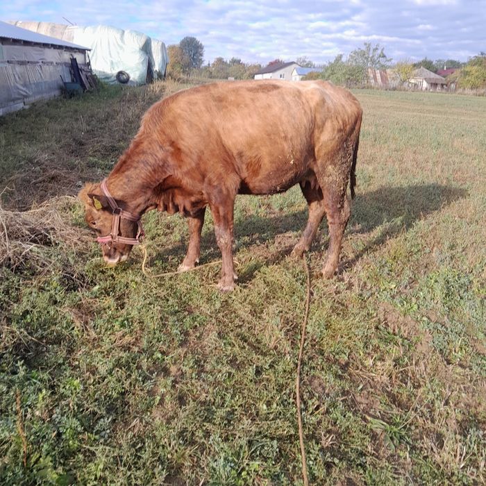 Vaca tânără de vânzare
