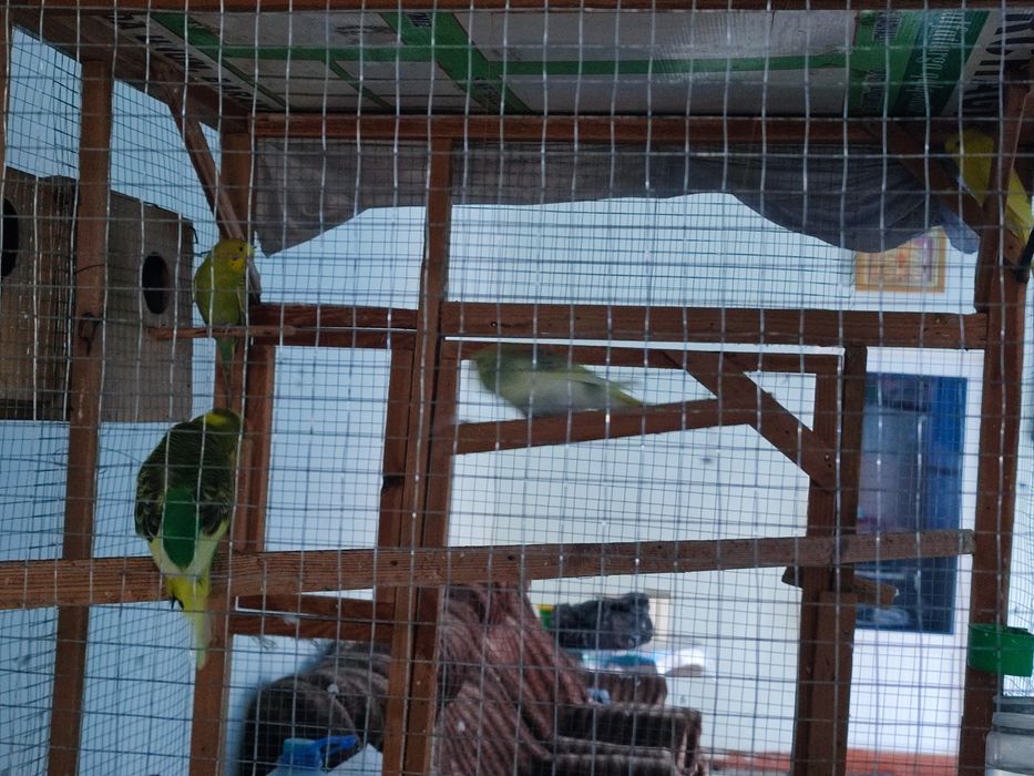 Попугай лап сотилади,ва кафасихам комплект