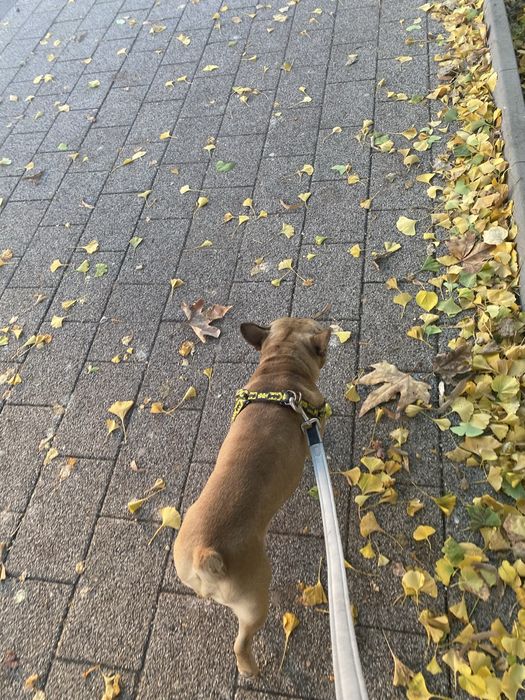 Френски булдог разплод мъжко