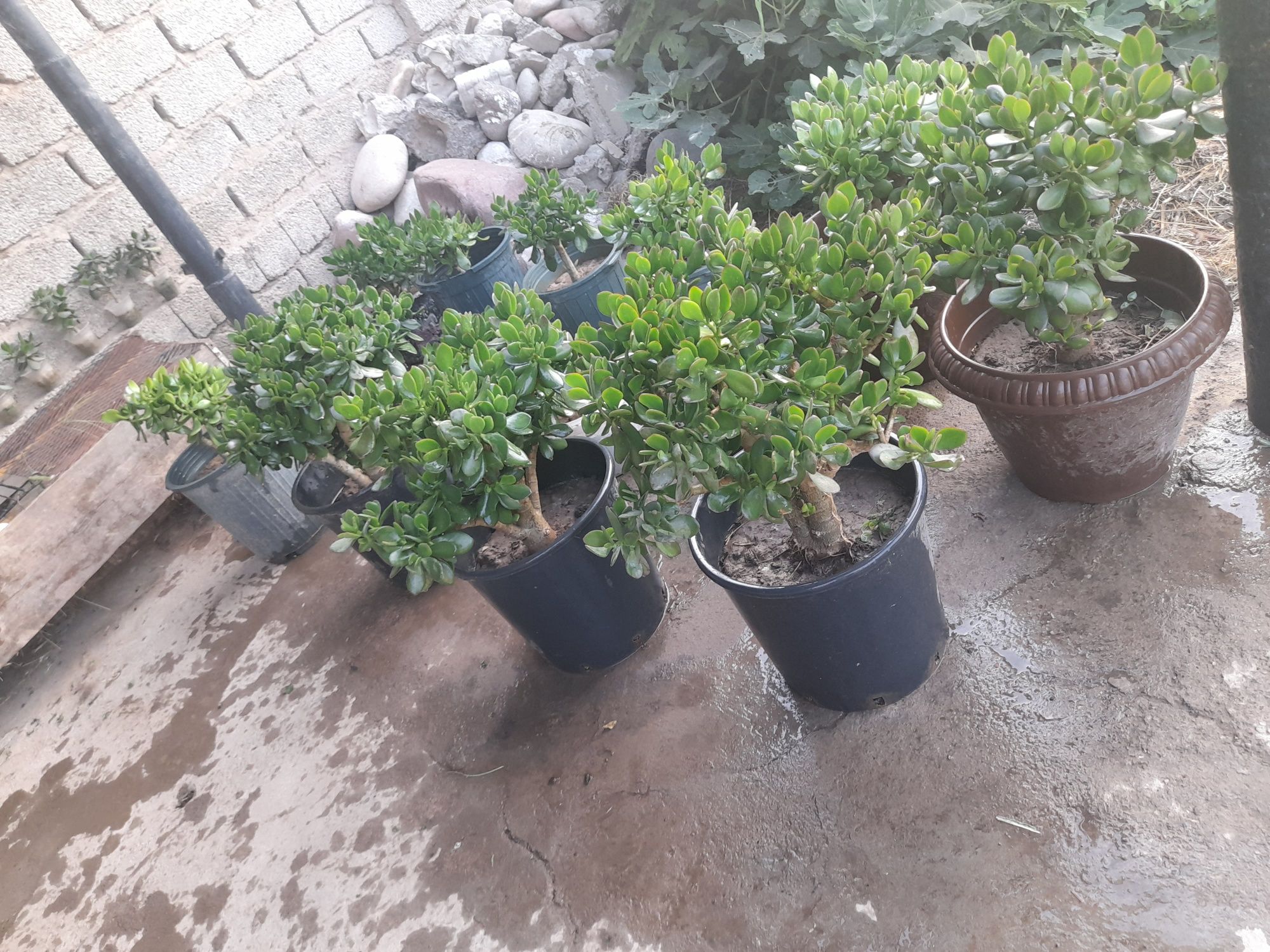Dollar Gullar arzonga