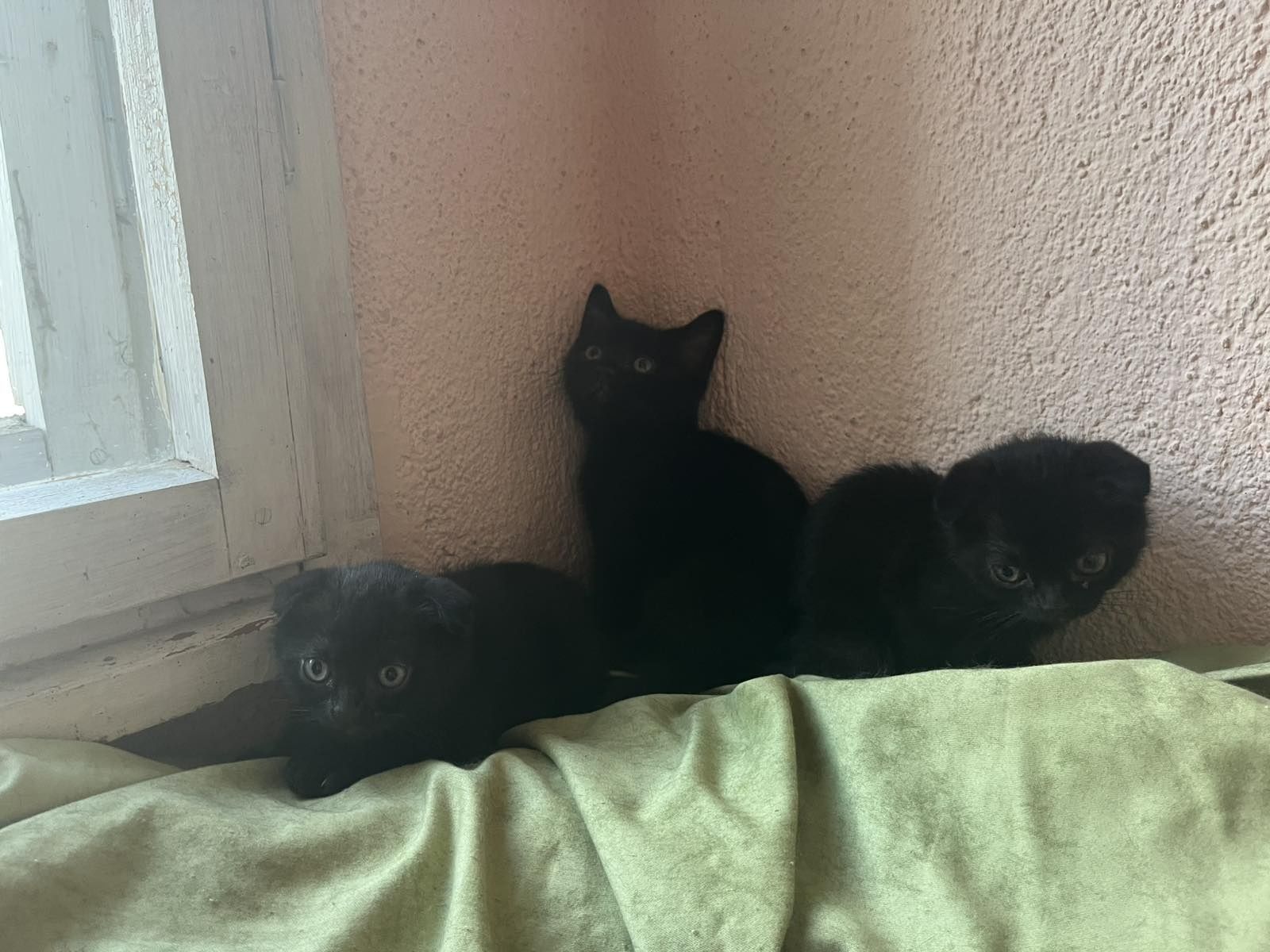Шотландска правоуха клупоуха котка