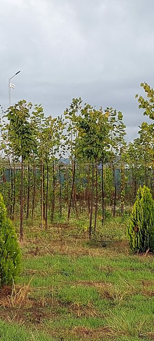 Copaci ornamentali Tei-Mesteacan-Platan-Artar-Paltin-Stejar-Frasin