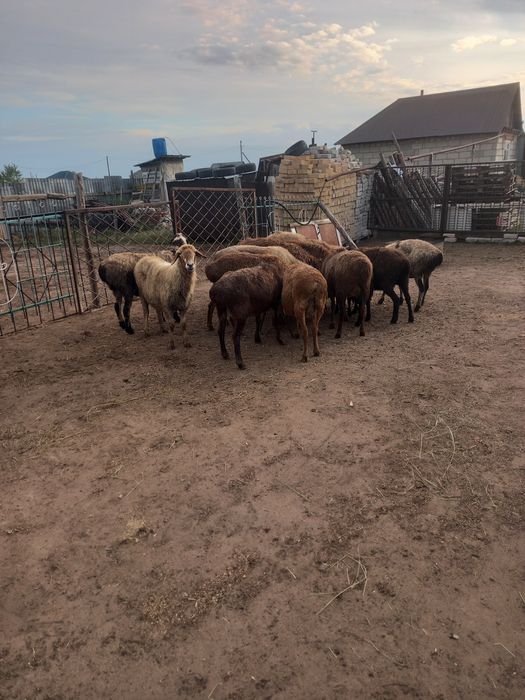 Продам баран. Жирные, стоять на аткорме.