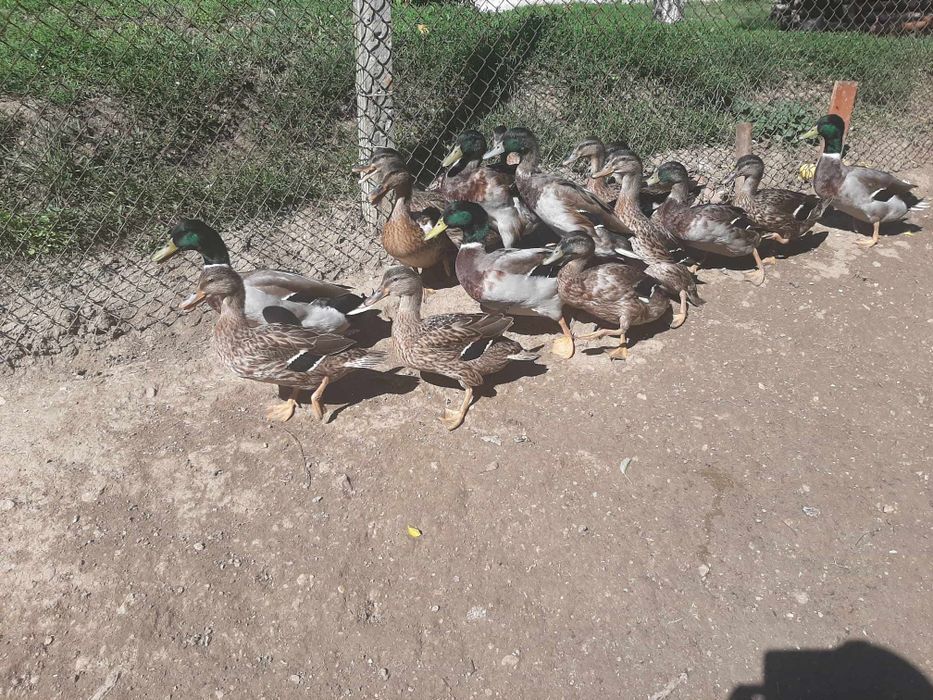 Продавам зеленоглави патици