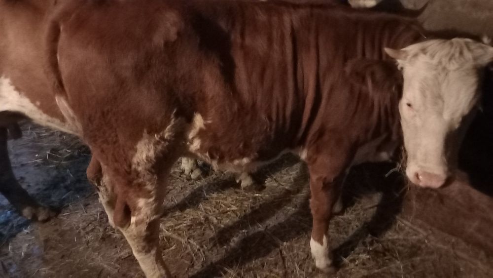 Se vinde un vițel de bivol de 3 luni și o vitea de vaca de 10 luni