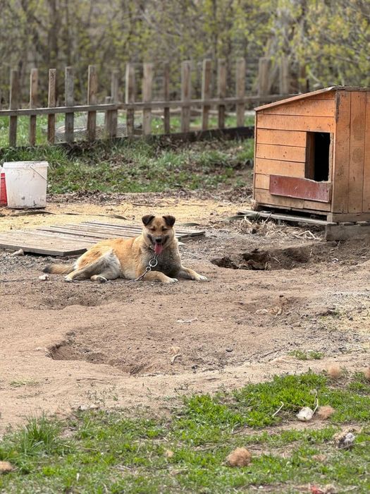 Отдам собаку бесплатно