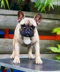 Bulldog Francez cu pedigree - mascul