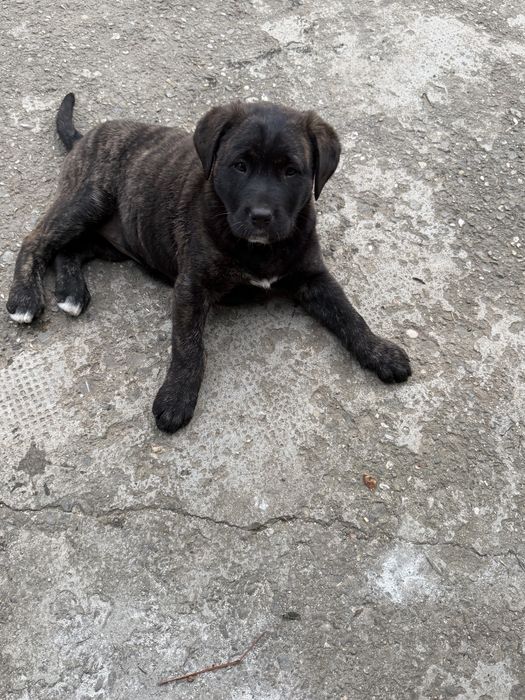 Donez doi caței, mama labrador cu brak german, tată necunoscut