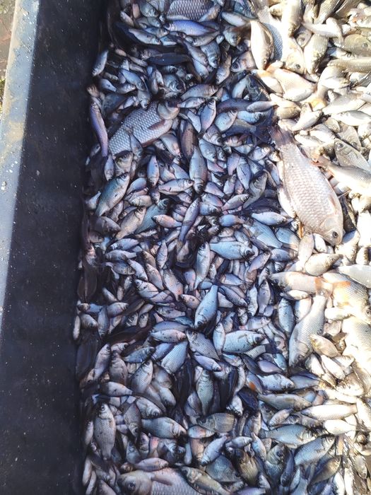 Vând puiet de caras și crap de o vara