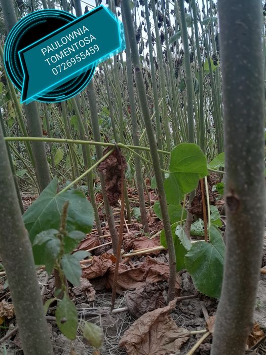 Paulownia puiet hibrid