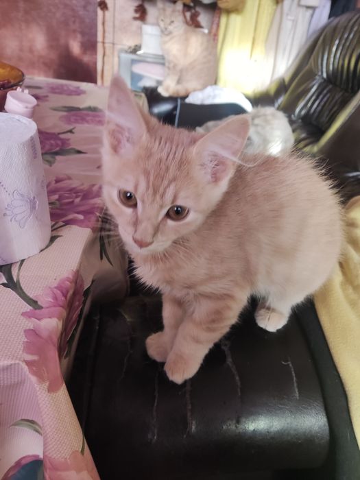 Подарявам котенца