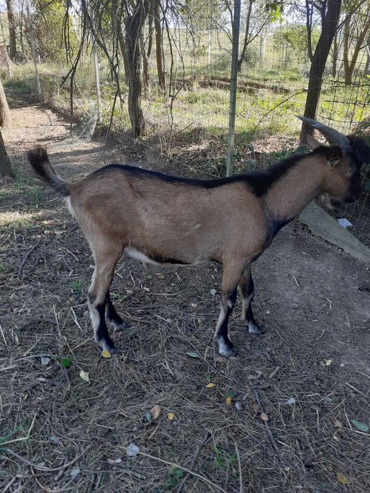 Vand tapisor de 8 luni