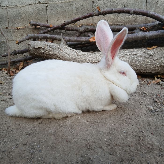 Quyon sotiladi, Jinsi: Samka, Boʻgʻoz Quyon, Fargʻona Yormazorda