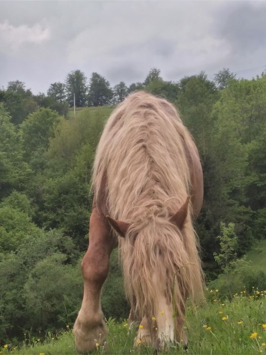 Vând harmăsar de 5 ani   .