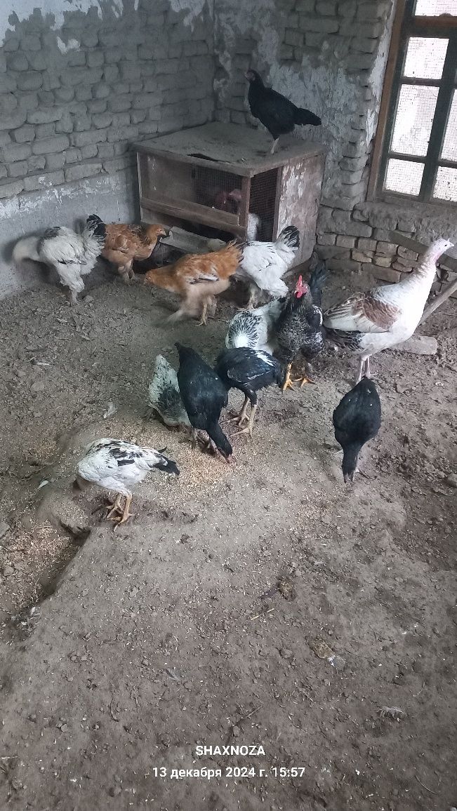 Bravma  tovuqlar..