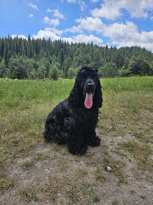 Чистокръвни Кокер Шпаньолчета момиче и момче