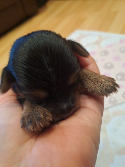 Мини Йоркшири  чистокръвни