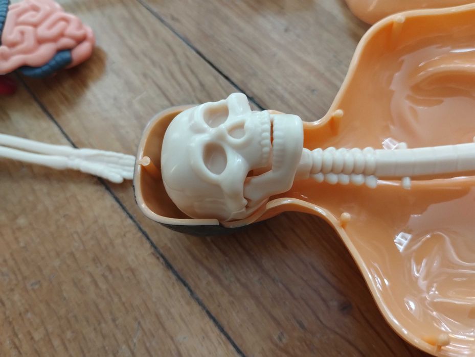 Образователна анатомична фигура - Човешко тяло 3D, 29.5см