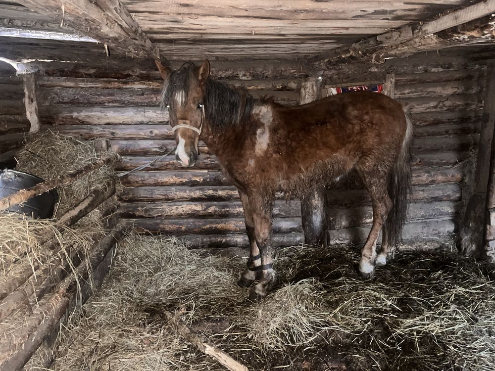 Продам кунан на откорме