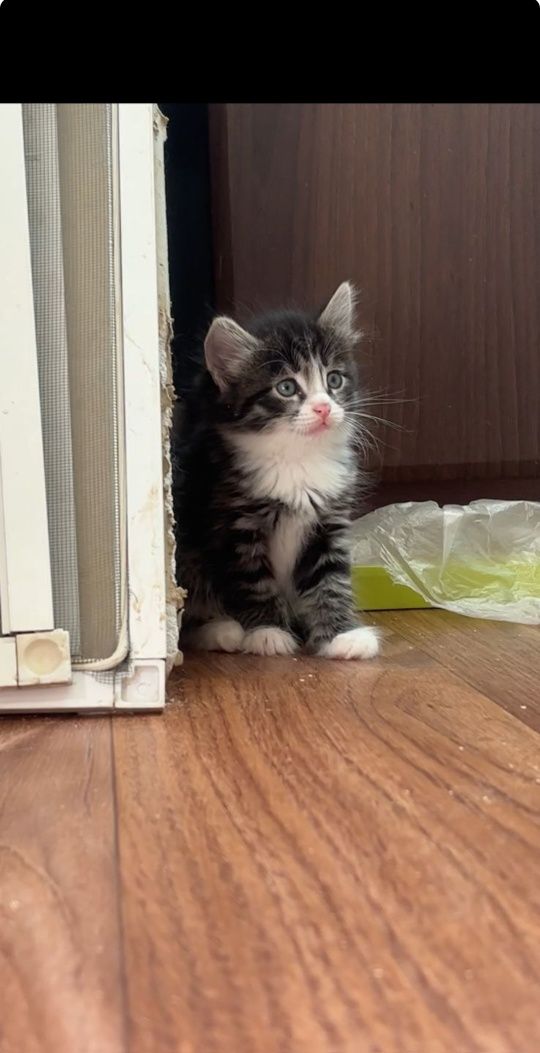 Отдам котенка в добрые руки