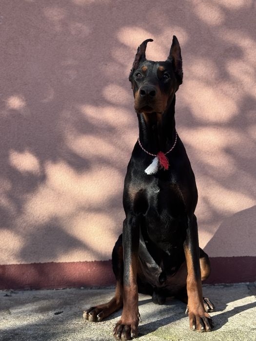 Cățeluș Doberman cu pedigree