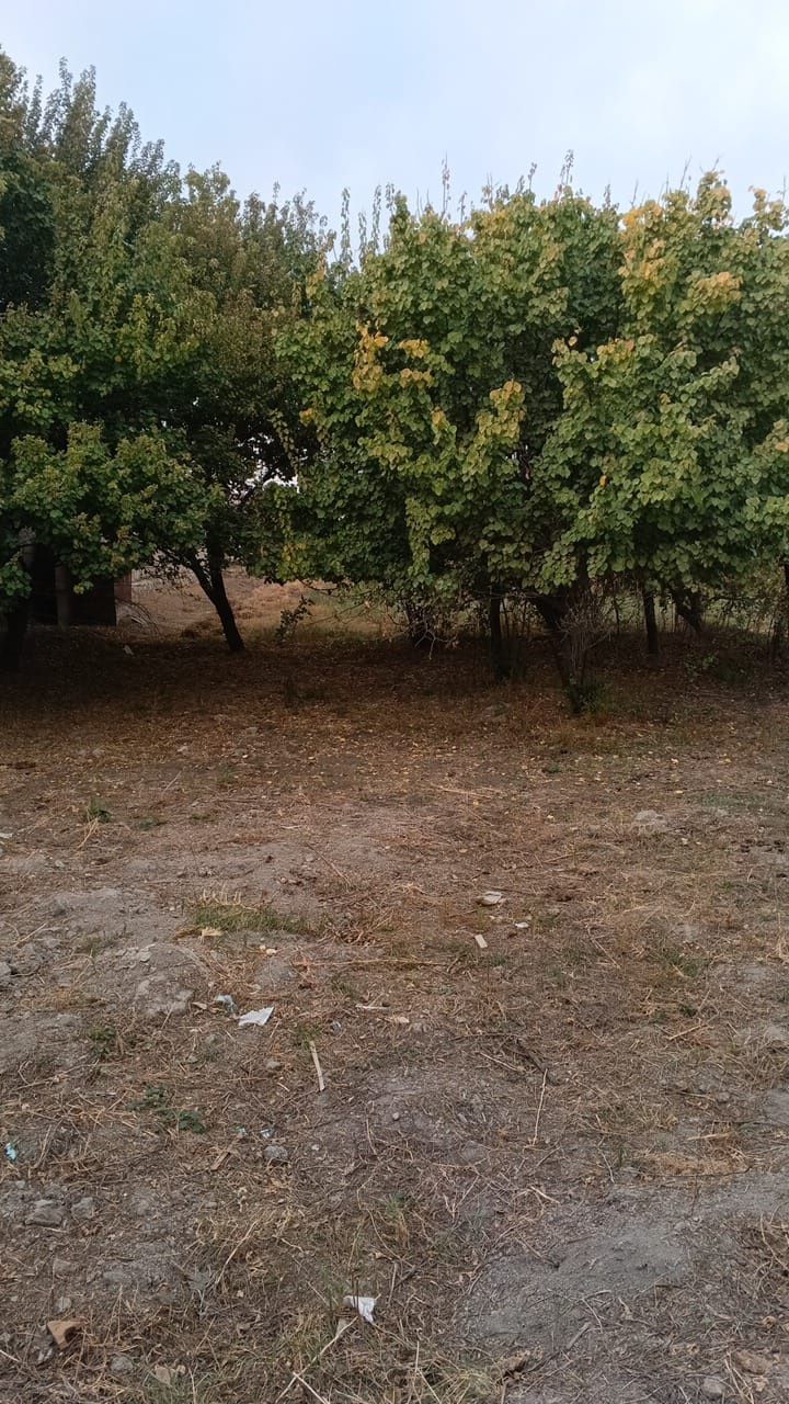 Uchastka tayyor 8 sotoxli sotiladi
