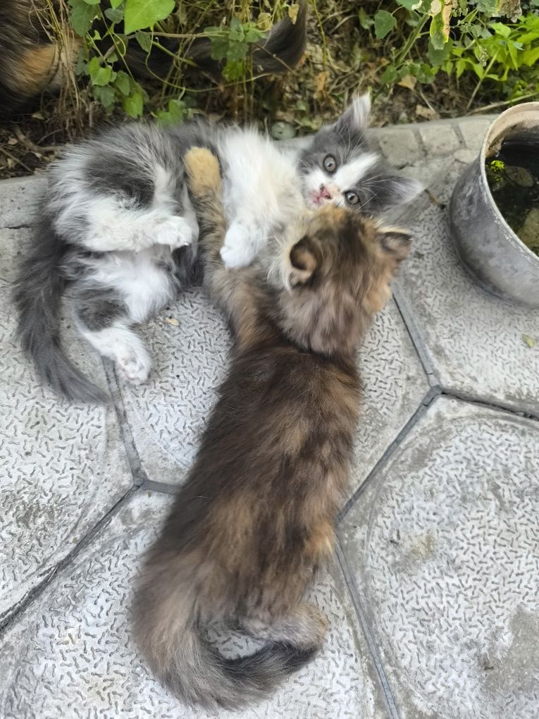 Котята бесплатно