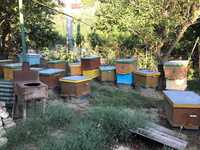 Vând 25 de roiuri de albine pe 10 rame