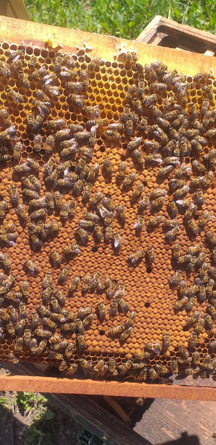 Famili de albine si roi de vânzare