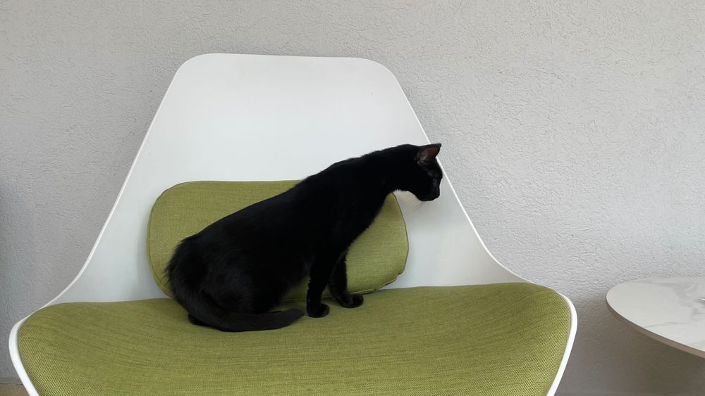 Cici, pisicuta sterilizata pentru adoptie