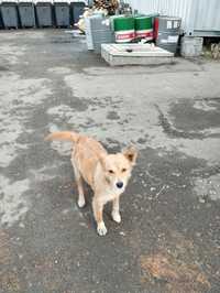 Пропала собака в районе Халык Арены