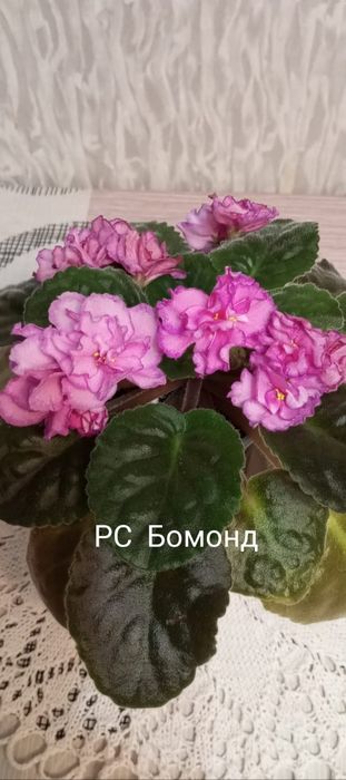 Комнатные растения