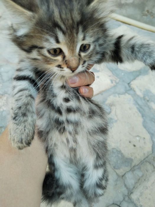 Продаются котята не дорого