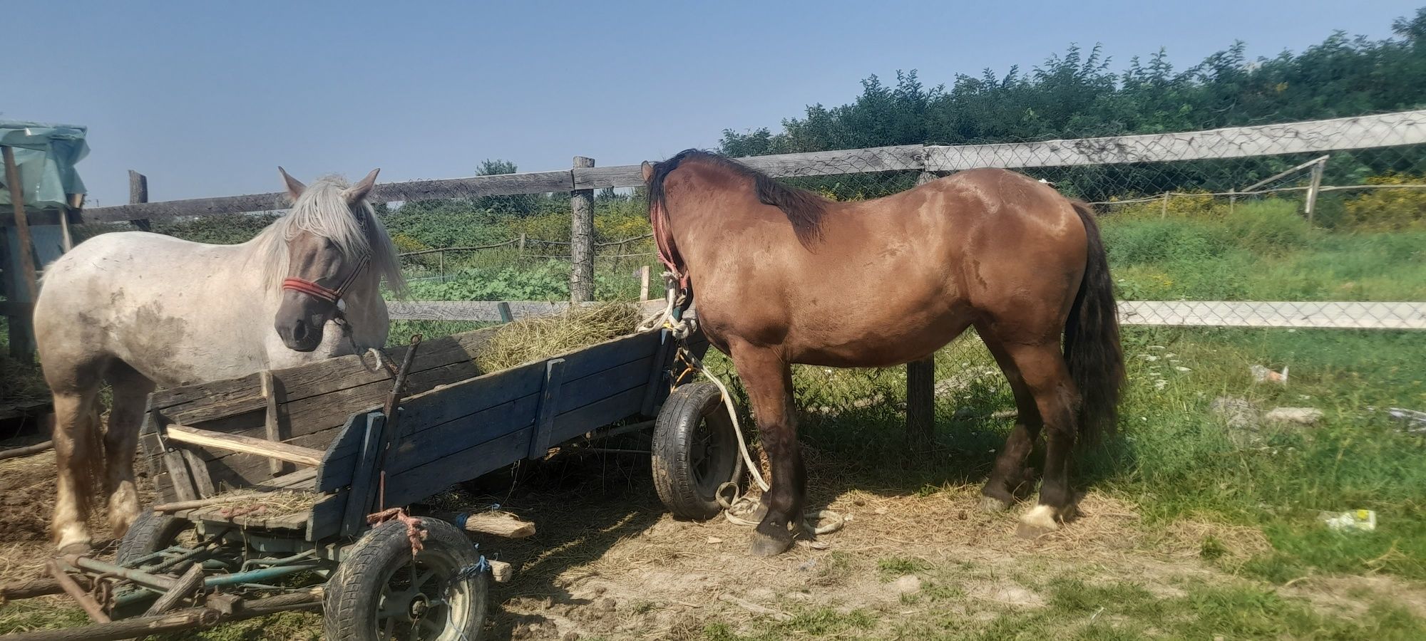 Vând o maza și o iapa