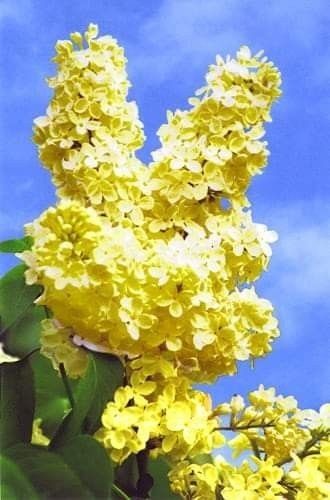 Liliac (Galben Intens )