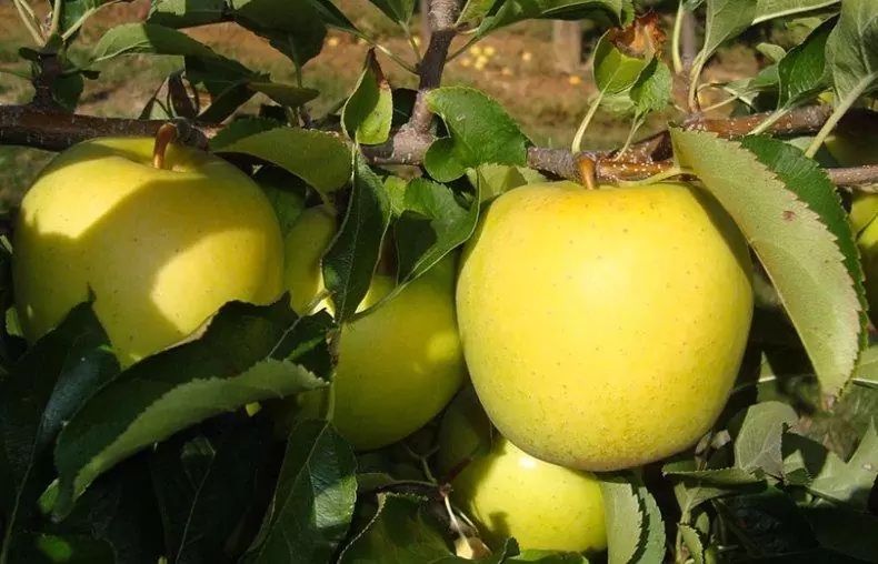 Яблоки Golden Delicious — свежие и ароматные!