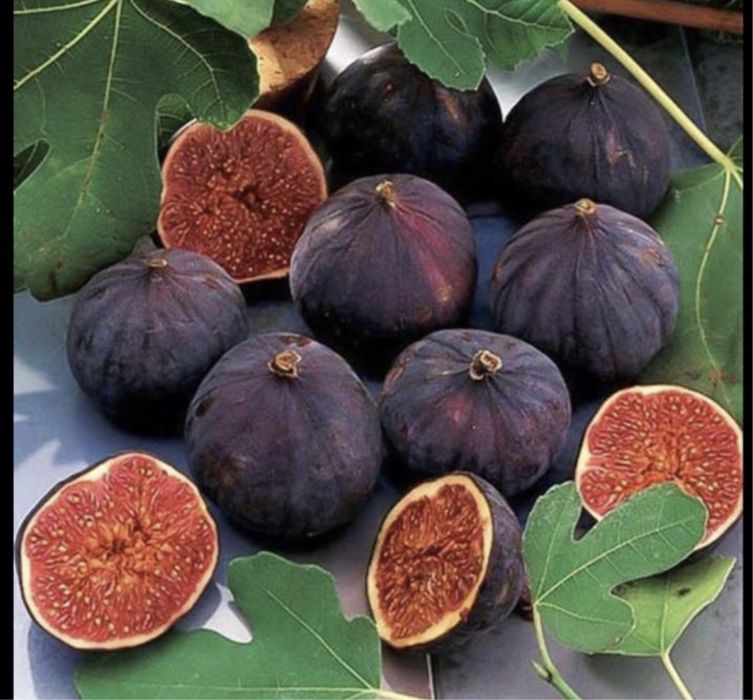 Smochin soiul ficus carica si black mission