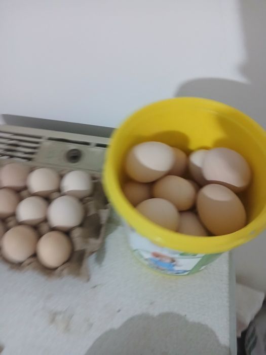 Honaki tovug tuxumlari sotiladi uruglangan donasi 3 ming