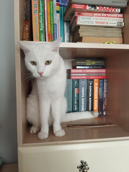 Отдам кота в самые добрые руки