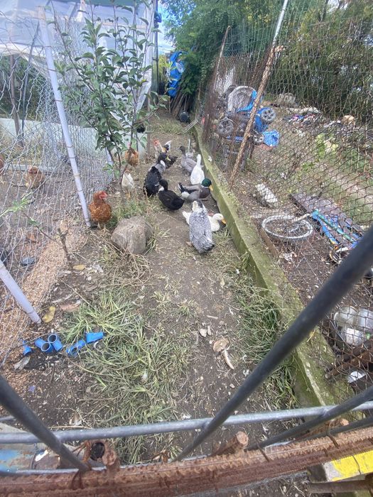 Rățoi romanesti si gaini pitici