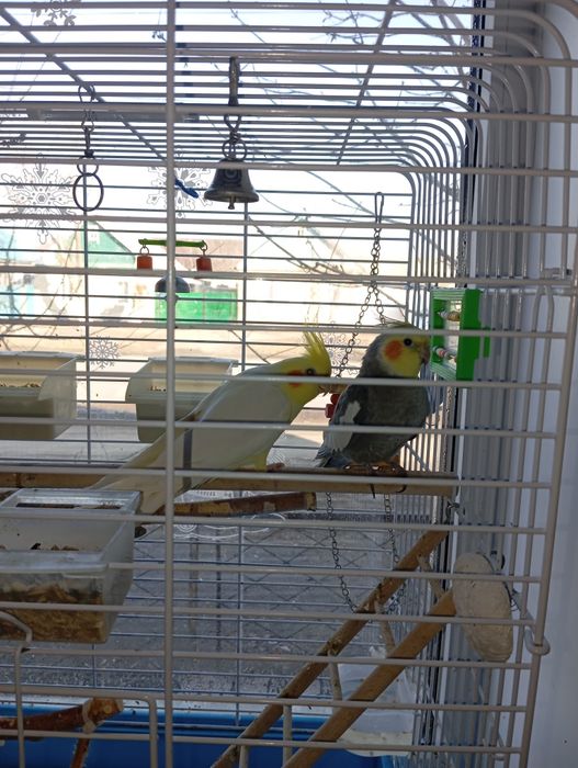 Продам попугая карелла самец