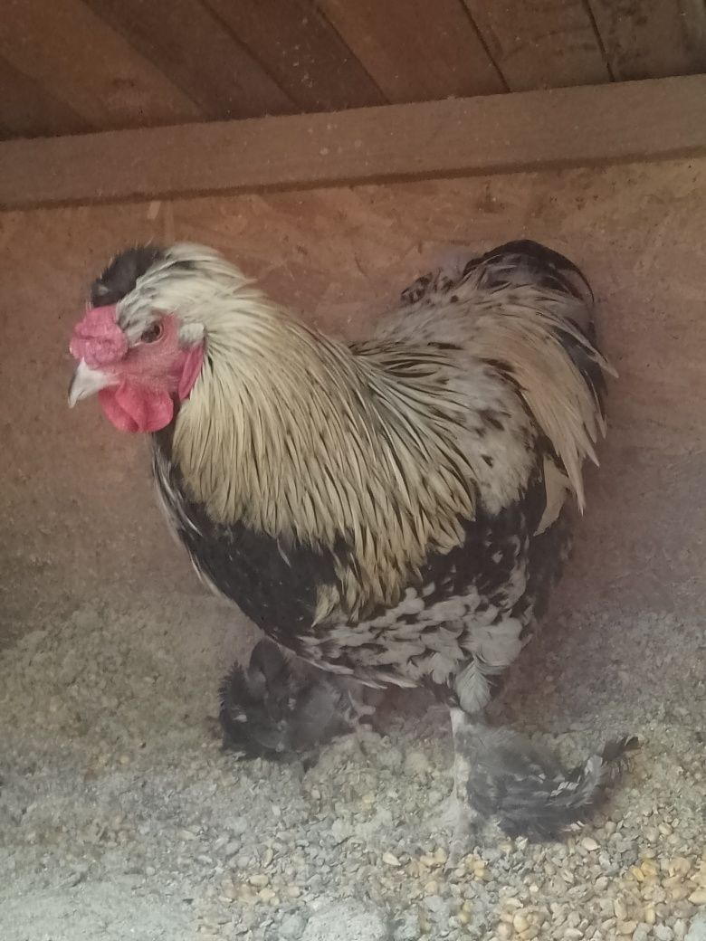 Cocoș moțată !!!